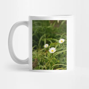 Oxeye Daisy - Moon Daisy flowers Mug